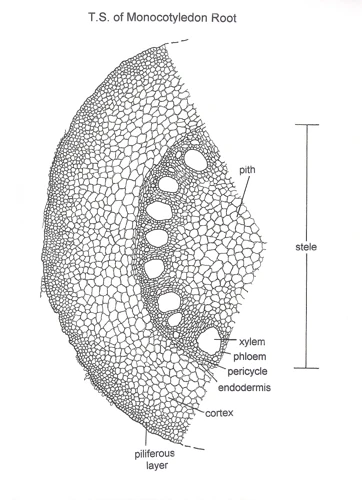 How to Draw Microscope Specimens: A Step-by-Step Guide