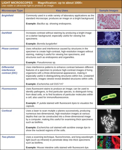 Discover What Types of Specimens Can Be Seen with a Compound Microscope