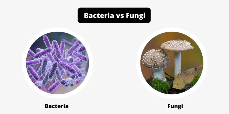 How to Differentiate Between Bacteria and Fungus Under the Microscope