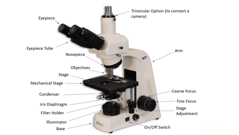 What Is an Ocular on a Microscope? Learn How It Enhances Your Viewing ...