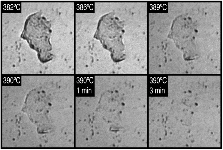 see-what-a-cell-wall-looks-like-under-a-microscope-uncover-its