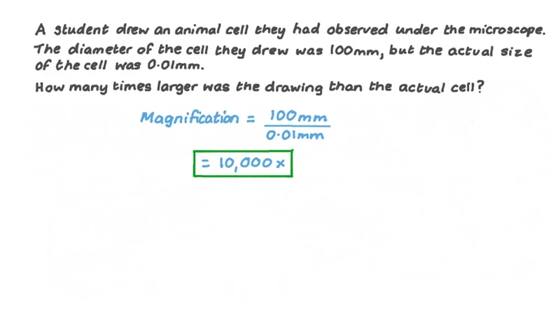 how-to-calculate-the-size-of-specimens-under-a-microscope-a-step-by